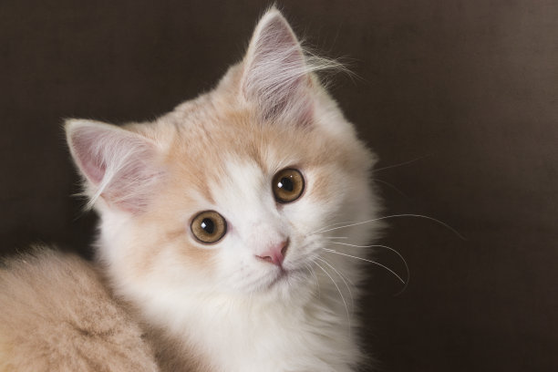 奶油白色的缅因猫在黑暗的背景下的肖像图片下载