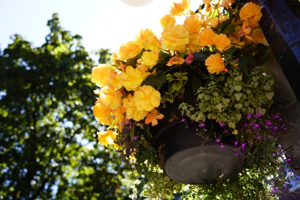 黄色的花图片下载