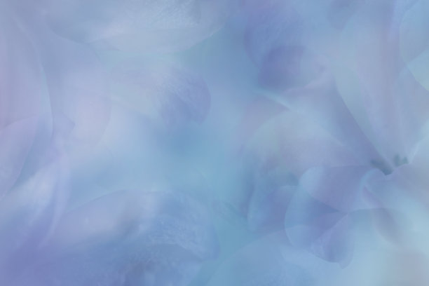 紫罗兰蓝色的背景与花瓣。特写镜头。大自然。图片下载