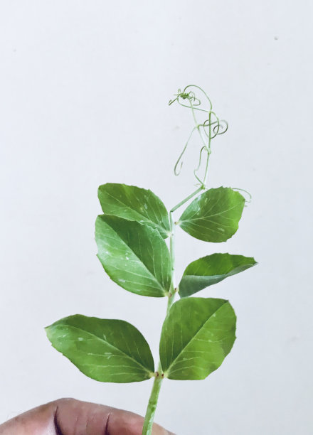 绿色的叶子图片下载