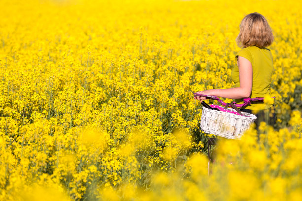 油菜花图片素材ID：304282206