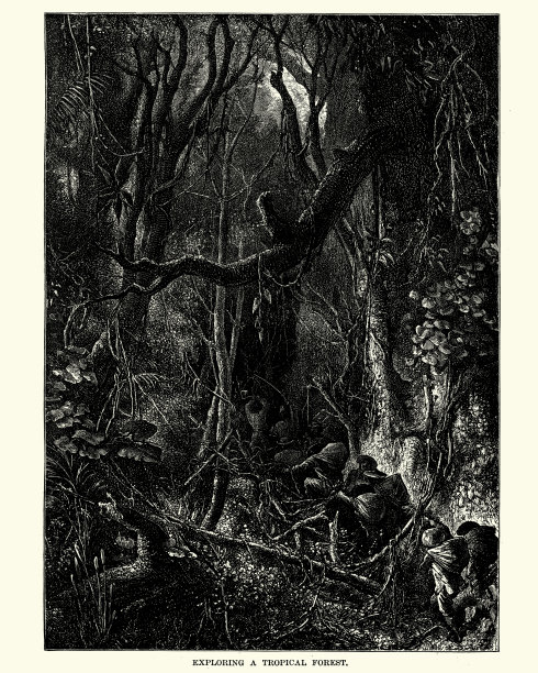 探索热带森林，南美洲，19世纪图片下载