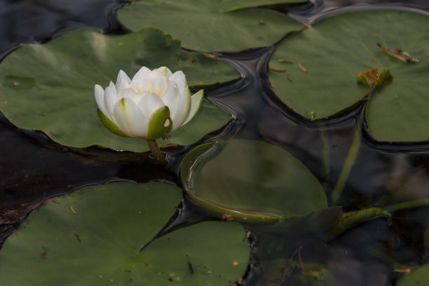 睡莲的肖像图片下载