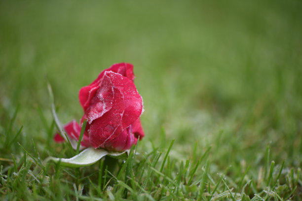 冬季微距花摄影图像新鲜真正的红玫瑰花蕾与绿色的草地背景，撒着清晨霜和冰与复制空间，在英国拍摄图片下载