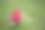 冬季微距花摄影图像新鲜真正的红玫瑰花蕾与绿色的草地背景，撒着清晨霜和冰与复制空间，在英国拍摄图片下载