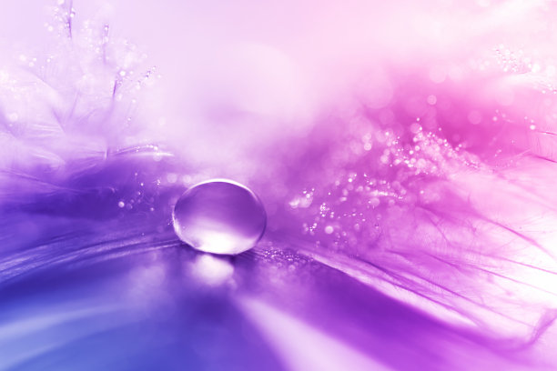 美丽的大露珠或雨点对家禽羽毛特写。图片下载