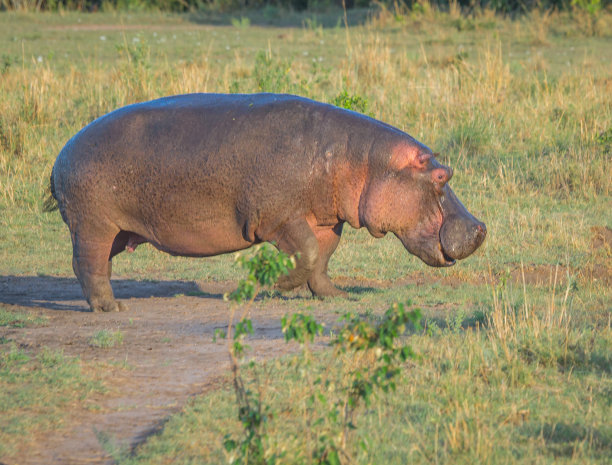 肯尼亚马赛马拉河岸边的河马素材图片