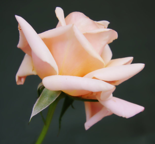 暗色上的粉红玫瑰图片下载