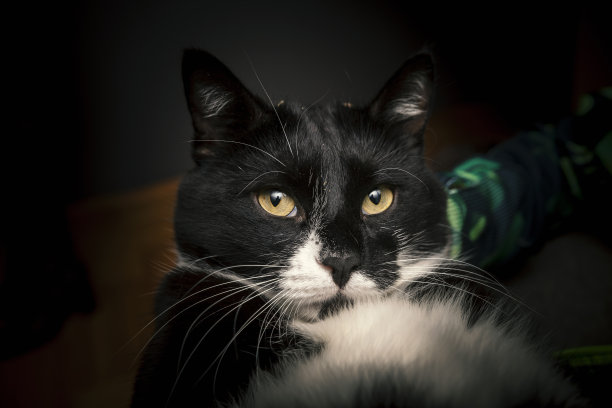 黑白猫图片下载