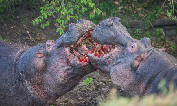 肯尼亚马赛马拉，两只河马在血腥搏斗素材图片