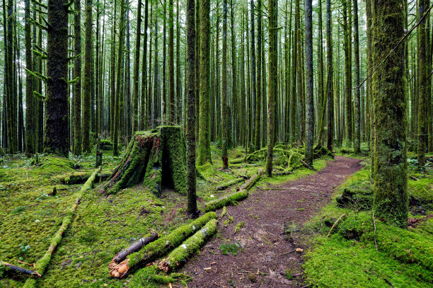 魔法森林图片下载