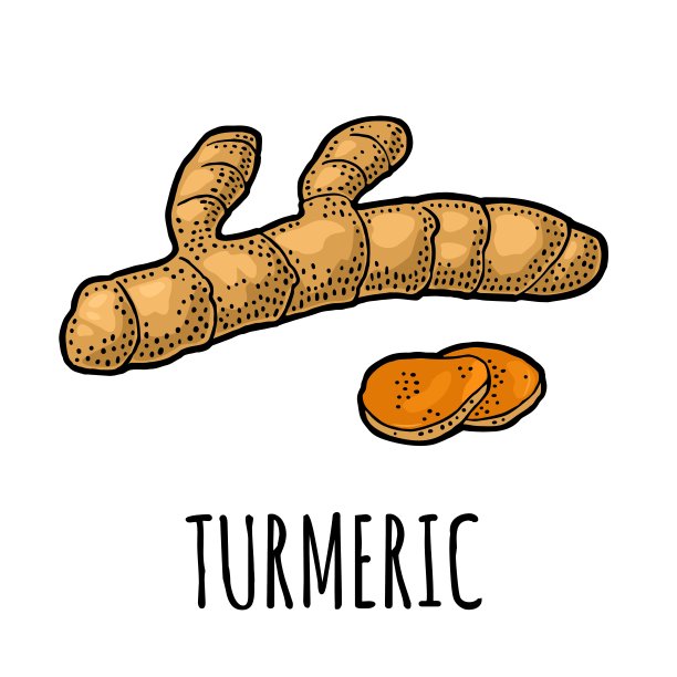 姜黄根切片。向量的雕刻图片下载