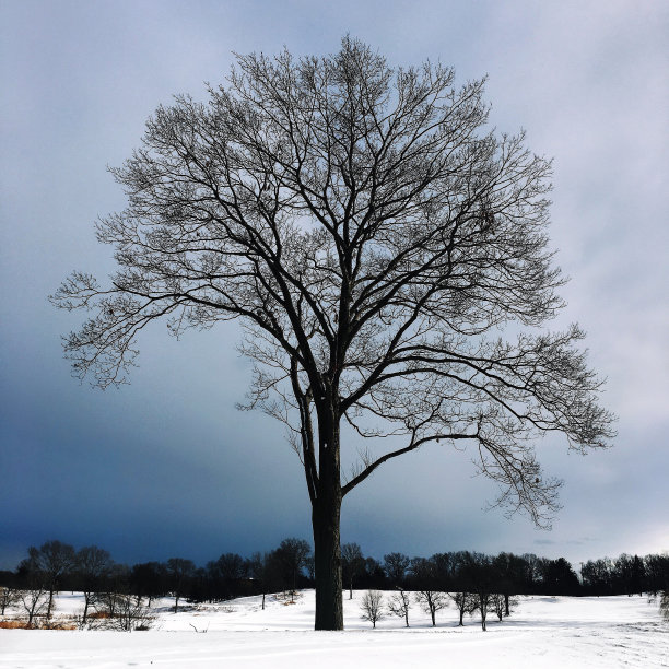 白色的景观图片下载
