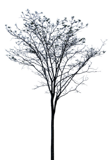 白色背景上没有叶子的枯树剪影。孤立。包含剪辑路径，蒙太奇图片下载