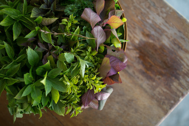 新鲜的香草花园图片下载