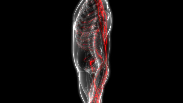 人体骨骼系统与神经系统解剖学图片下载