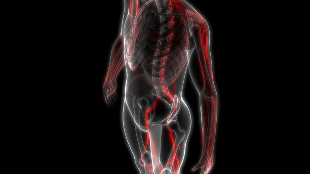 人体骨骼系统与神经系统解剖学图片下载
