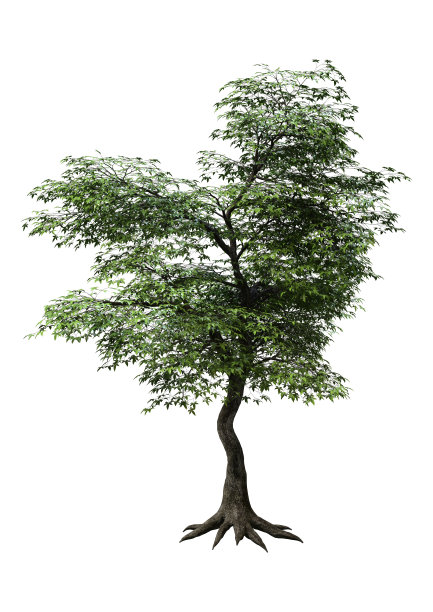 3D渲染日本枫树在白色图片下载