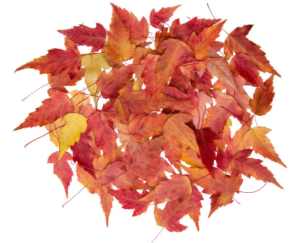 油画插图设置干燥压散白杨叶，孤立与阴影。照片处理图片下载