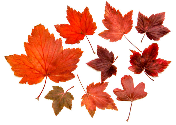 油画插图设置干压分散的醋栗叶，孤立与阴影。照片处理图片下载