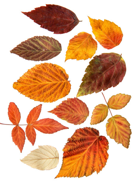 油画插图设置干压分散覆盆子叶子，孤立与阴影。照片处理图片下载