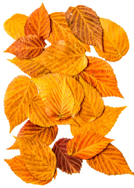 油画插图设置干压分散覆盆子叶子，孤立与阴影。照片处理图片下载