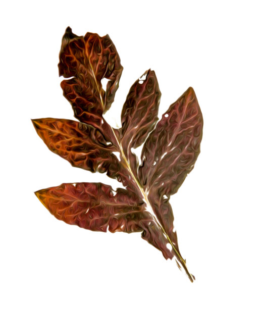 油画风格深棕色散落树叶插画图片下载