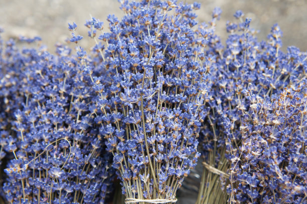 一束干燥的蓝色薰衣草花图片下载