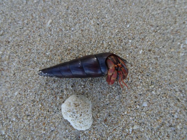 寄居蟹搁在沙滩上图片下载