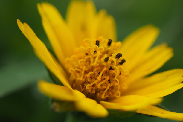 金盏花花开花素材图片