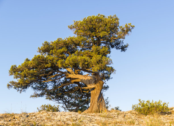 在蔚蓝无云的天空下，残余的杜松。图片下载