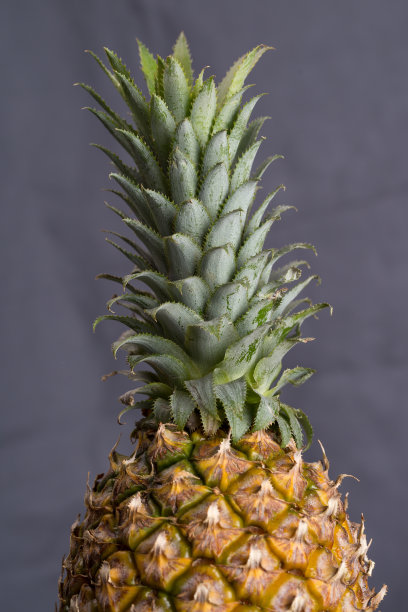 成熟的菠萝图片下载