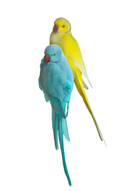 克拉梅里图片下载