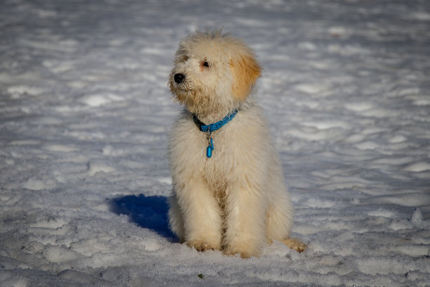 在一个阳光明媚的日子里，一只非常可爱的金色小狗坐在雪地里。图片下载