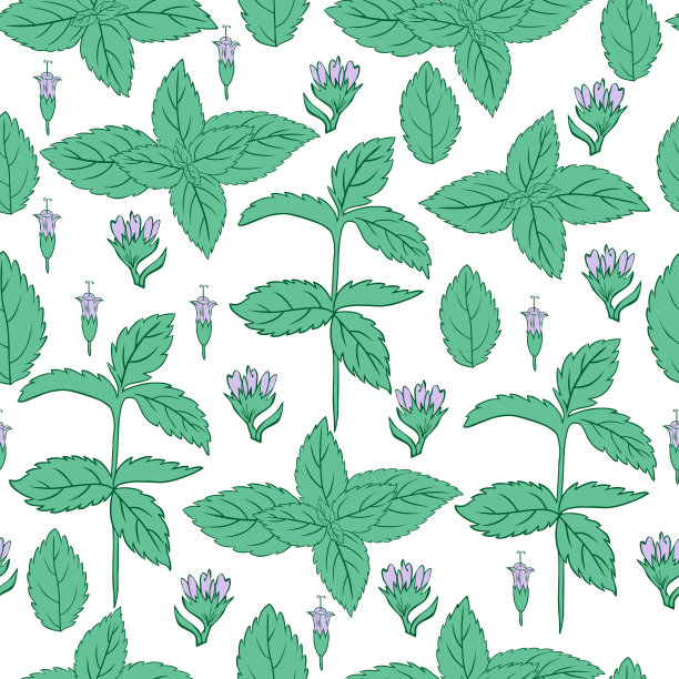 薄荷叶，薄荷枝孤立在白色背景，手绘矢量无缝花卉图案，香料药草厨房纹理，Doodle烹饪配料设计包装茶叶，壁纸，化妆品图片下载