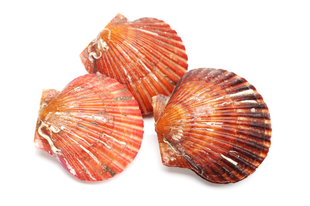 白色背景上孤立的生扇贝图片下载
