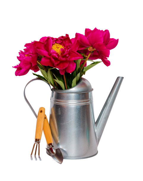 花束红牡丹在喷壶和园艺工具孤立图片下载