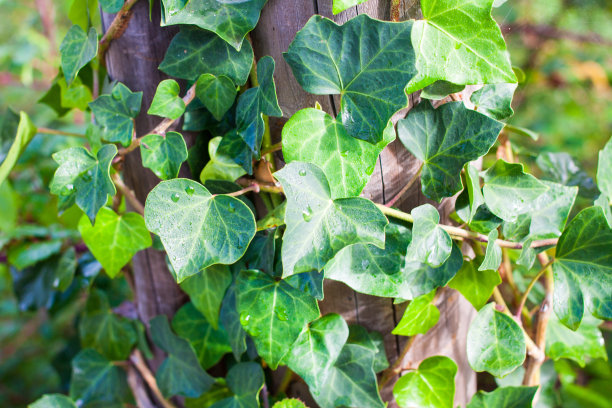近距离观察海德拉的螺旋状或常青藤的叶子围绕树干图片下载
