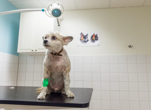 担心的小狗在兽医面前大便图片下载