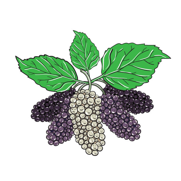 桑树-矢量插图素材图片