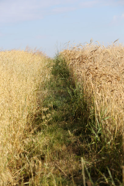 农田里的金色小麦图片下载