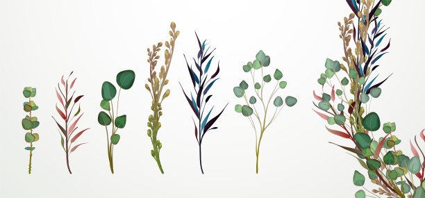 美丽的水彩花收集。素材图片