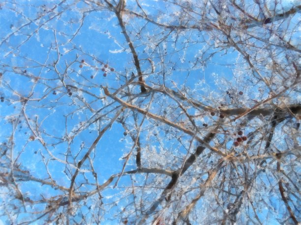 冬日晴朗的乡村雪景花园插画图片下载