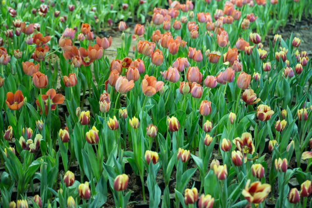 美丽的郁金香背景图片下载