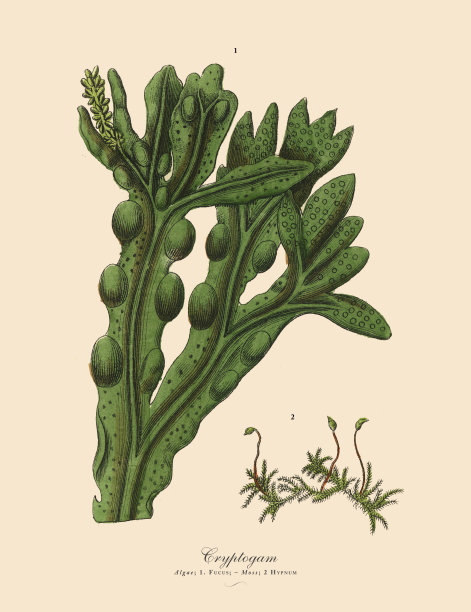 采购产品隐花植物，藻类，地衣，苔藓，蕨类，维多利亚植物学插图图片下载