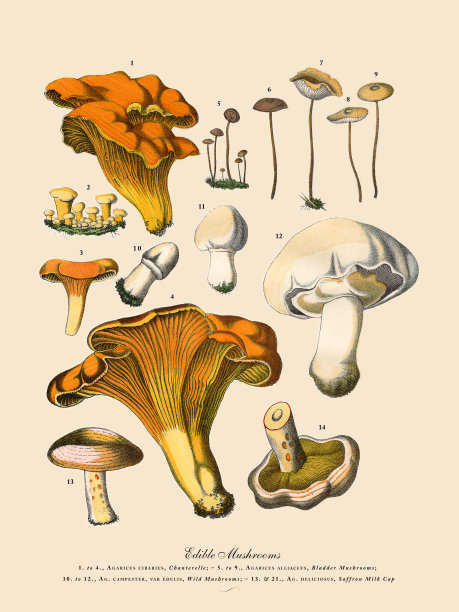 食用菌，维多利亚植物学插图图片下载