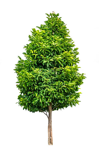 白色的绿树图片下载