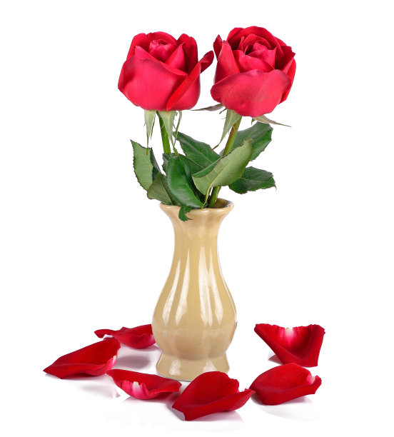 白色背景的花瓶里的一束红玫瑰图片下载