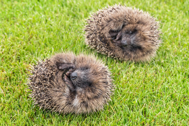 两只刺猬蜷缩成一团躺在草地上图片下载