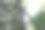 榴莲树上的果实图片下载